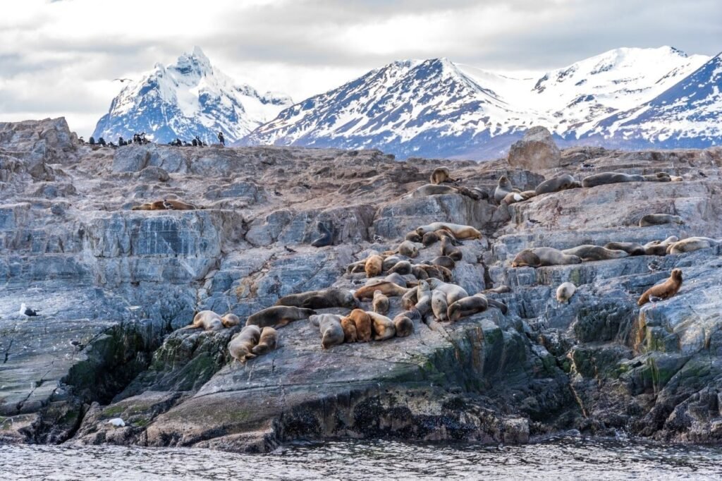 Numerosos lobos marinos sobre las rocas de la Isla de los Lobos, con montañas cubiertas de nieve y cormoranes al fondo en el Canal Beagle