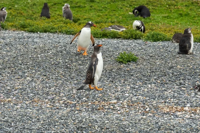 Pingüinos, Isla Martillo, TDF, Argentina
