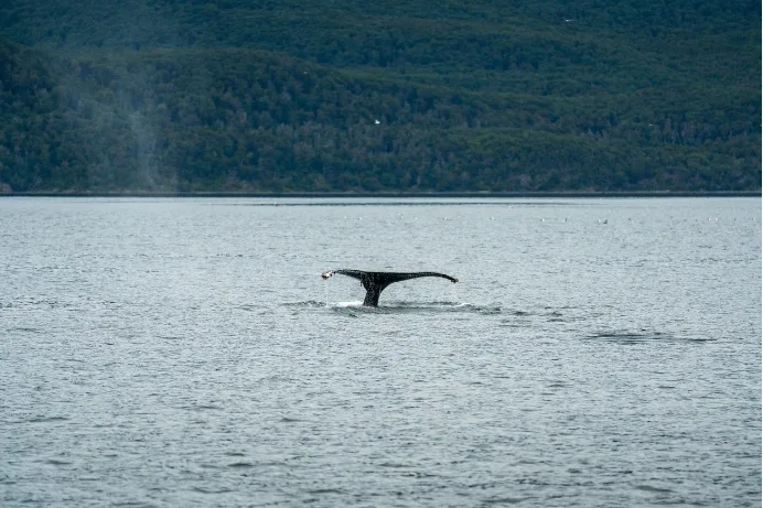 Aleta de ballena jorobada, Canal de Beagle, TDF, Argentina