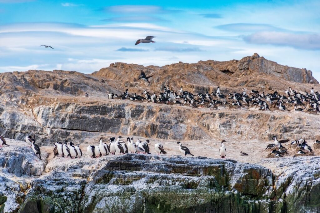 Colonia de cormoranes de pecho blanco sobre los acantilados rocosos de la Isla de los Pájaros, con gaviotas volando en el Canal Beagle, Ushuaia