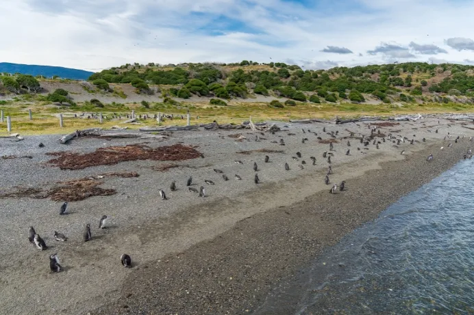 Grupo de pingüinos de Magallanes en la playa de guijarros de la Isla Martillo en el Canal Beagle, Ushuaia.