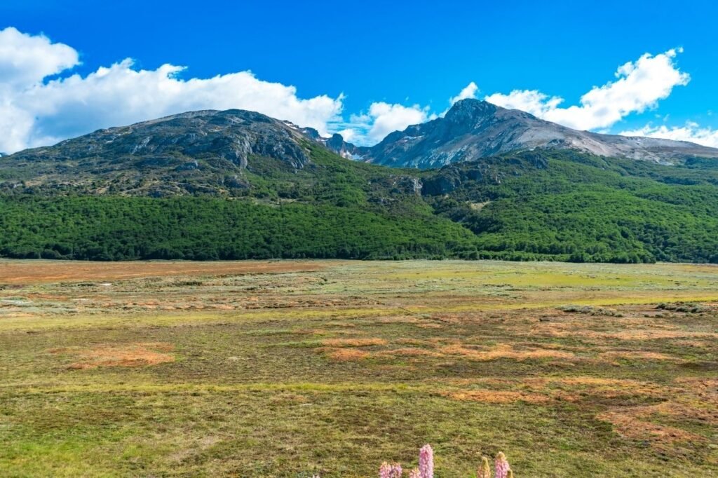 Valle patagónico con turbales de colores verdes y rojizos, bosque de lengas y montañas bajo cielo azul en Tierra del Fuego, con un lupino rosa en primer plano.