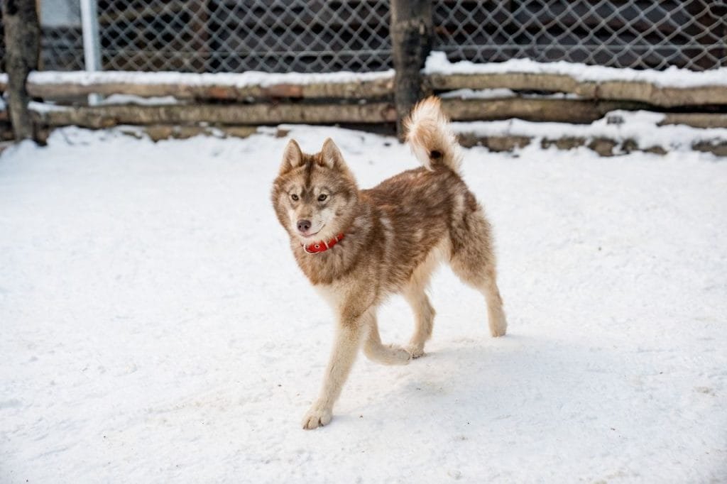 Perro nórdico de pelaje castaño y collar rojo caminando sobre la nieve en Park Austral, Ushuaia.
